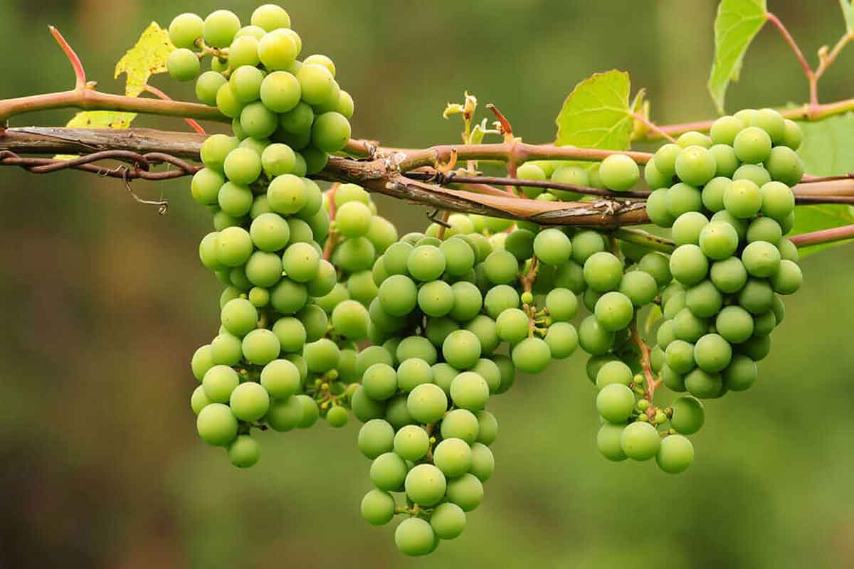 خواص و طبع انگور در طب سنتی