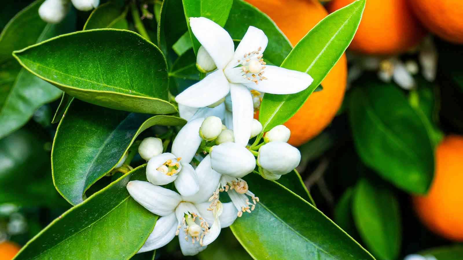 خواص و طبع بهارنارنج